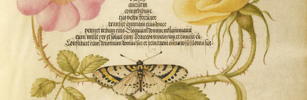 aa3490bdaf-getty ms 20 f 15r door Joris Hoefnagel - kopie